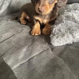 Dachshund Puppies from Jess’s Dachshunds