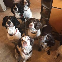 English Springer Spaniels from Archers Springers