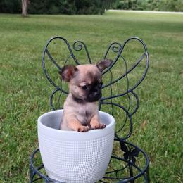 Akc Rapunzel - Chocolate sabled fawn female Chihuahua puppy in Cedarville, Ohio from Evereve Kennels