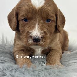 Buzz - Apricot male Goldendoodle puppy in Milford, Indiana from Railway Acres Kennel