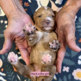 Black collar girl - Apricot female Goldendoodle puppy in Fairfield, California from Twin Sisters Doodles
