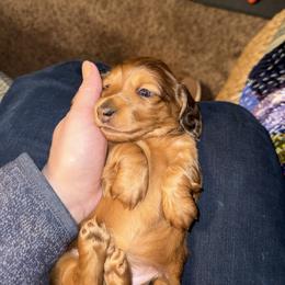 Carmella - Dapple female Dachshund puppy in Batavia, Illinois from Sandra's Dachshunds