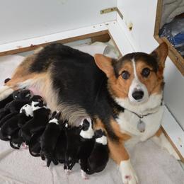 Pembroke Welsh Corgis from Corgis at Giblin Farms