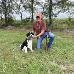English Springer Spaniel Puppies from Foxboro Farm