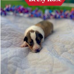 Betsy Rose - Sable and white female Collie puppy in Waterville, Iowa from Lisa’s Lassies