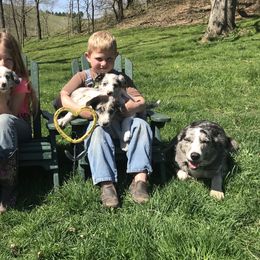 Border Collie Puppies from By Design Farm