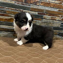 Boy 5 - Black and tan male American Corgi puppy in Visalia, California from VIP Stables
