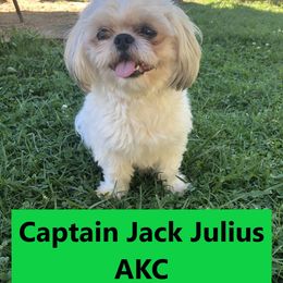 Shih Tzu Puppies from Lil' Darlin' Shih Tzus of the Virginia Blue Ridge