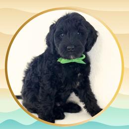Clown fish - Black male Goldendoodle puppy in Redmond, Oregon from Bourbon and Lace Doodles