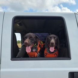 Daisy - German Shorthaired Pointer