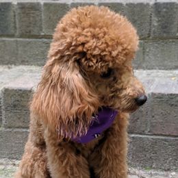 Chewie - Poodle
