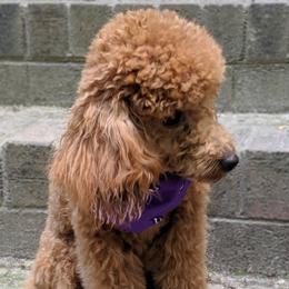 Chewie - Poodle