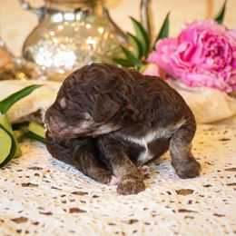 Poodle Puppies from Setting the Standard Poodles