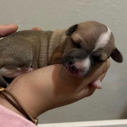 Violet - Fawn female Italian Greyhound puppy in New Port Richey, Florida from The Noodle Nest