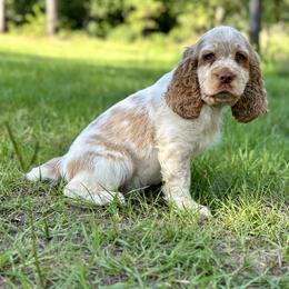 English Springer Spaniel Puppies from Willow Creek Farms