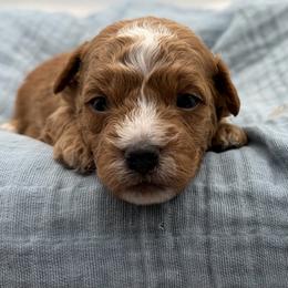 Kam - Red sable male Havapoo puppy in Loveland, Colorado from Littledoodles2love