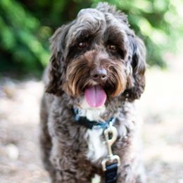 Gracie - Australian Labradoodle