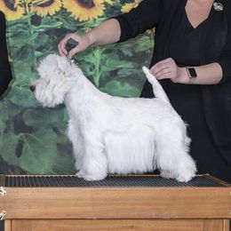 Livvy  - West Highland White Terrier