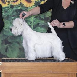 Livvy  - West Highland White Terrier