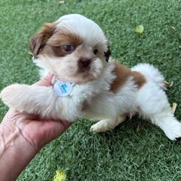 Maple - AKC Champion Bloodline - Red and white female Shih Tzu puppy in Long Beach, California from Prieto Shih-Tzu's