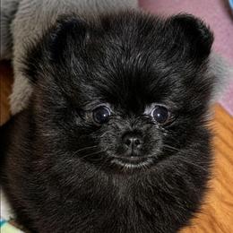 Varda - Black female Pomeranian puppy in Boca Raton, Florida from Poms of The Shire
