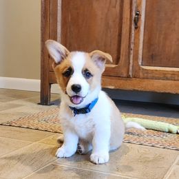 Heath - Red male Pembroke Welsh Corgi puppy in Pine Village, Indiana from NL Horsemanship