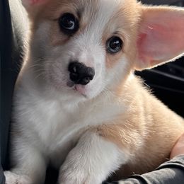 Pembroke Welsh Corgi Puppies from Brilliant Breeds