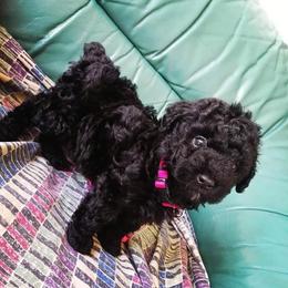 Poodle Puppies from Seattle Sankofa Kennel Club