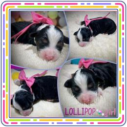 Lollipop - Black tri-color female Aussiedoodle puppy in Houston, Texas from Jomelkin Furry Pals