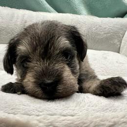 Judd - Salt and pepper male Miniature Schnauzer puppy in Stevenson, Alabama from Joyce's Miniature Schnauzers