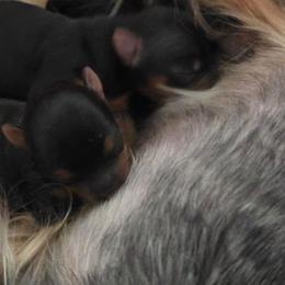 Girl 1 - Blue and gold female Yorkshire Terrier puppy in Nitro, West Virginia from Nitro Elite Babydoll Yorkies