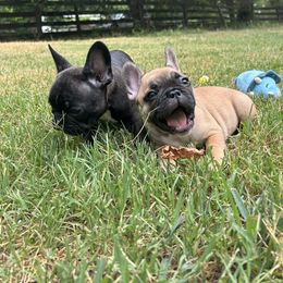 Black and Tan Coonhound and French Bulldog Puppies from Kalan Kennel
