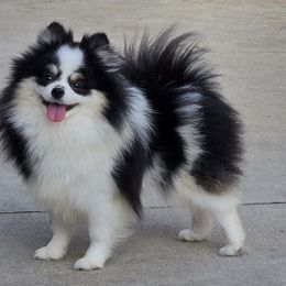 Tar Mìriel - Pomeranian