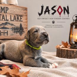 Jason - Blue male Great Dane puppy in Montgomery, Texas from KD Sweet Southern Danes