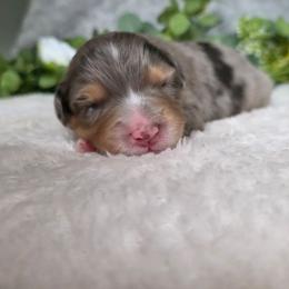 Jelly Bean - Blue merle male Australian Shepherd puppy in Summerville, South Carolina from Flowertown Aussies