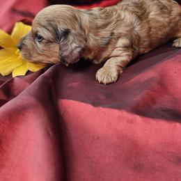 Otter - Dapple male Dachshund puppy in Richburg, New York from Granny's babies