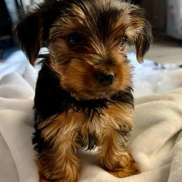 Sammy - Black and gold male Yorkshire Terrier puppy in Surprise, Arizona from Blooming Beauties 🌼