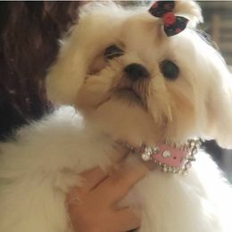 coco - Shih Tzu