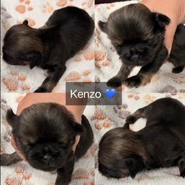 Kenzo - Black and tan male Shih Tzu puppy in Orange, California from Shih Tzu Hauz
