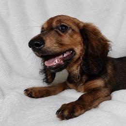 Maverick - Red male Dachshund puppy in Texarkana, Texas from Lolo&CoDachshunds