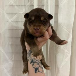 Blue - Red and white male Siberian Husky puppy in Jonesborough, Tennessee from Dry Creek Siberians