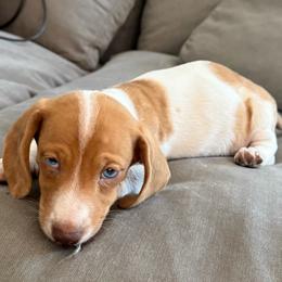 Rusty - Dapple male Dachshund puppy in Corona, Ca Hemet, Ca, California from Over The Moon Dachshunds and Doodles