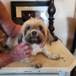 Monkey - Shih Tzu