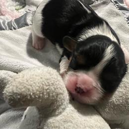 Bianca - Tri-color female Cavalier King Charles Spaniel puppy in Pennsylvania from Julie's Cavalier King Charles Spaniels