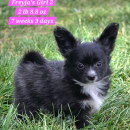 Girl 2 - Black and white female Companion Cross puppy in Davenport, Washington from Lovely Ladies and Little Asses Miniature Equines (L3A Pomeranians & Papillons)