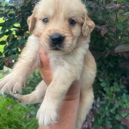 Gold collar - Golden male Golden Retriever puppy in Jesup, Georgia from Painted Platinum Retrievers (Painted Platinum Kennel) PPK