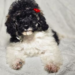 Divine - Parti female Poodle puppy in Maplewood, New Jersey from Poos&Bulls Keepsake