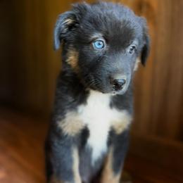 Male 5 - Black tri-color male Australian Shepherd puppy in Smithville, Arkansas from Harris Farms and Aussies