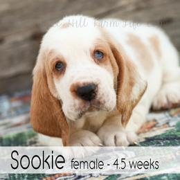 Sookie - Red and white female Basset Hound puppy in Jefferson City, Missouri from Triple Hill Farm