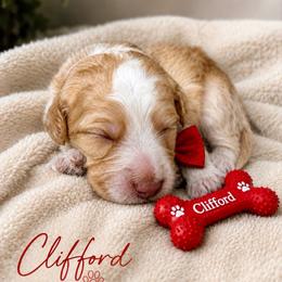 Clifford - Caramel red male Australian Labradoodle puppy in Ponchatoula, Louisiana from Cajun Land Doodles